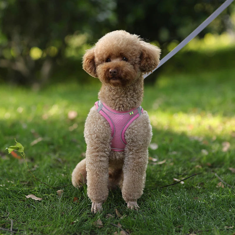 Soft Mesh Dog Harness with Free Leash