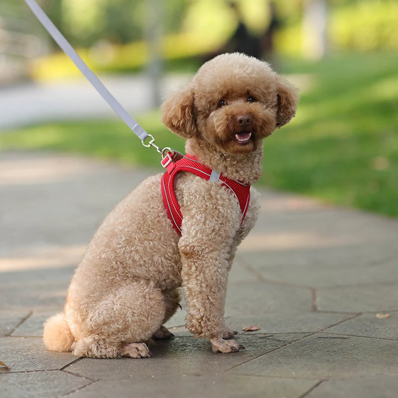 Soft Mesh Dog Harness with Free Leash