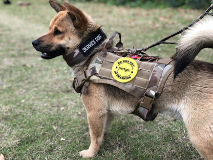 Tactical Dog Harness and Training Gear Set