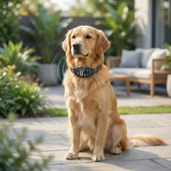 No-Shock Anti-Bark Dog Training Collar – Safe & Humane Behaviour Control