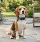 No-Shock Anti-Bark Dog Training Collar – Safe & Humane Behaviour Control